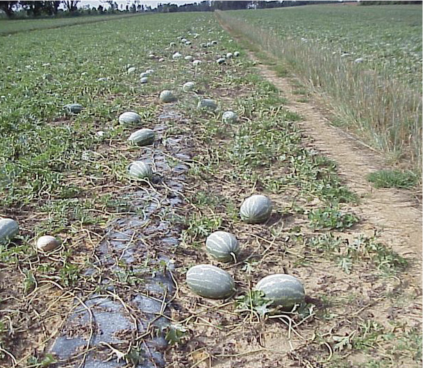 Field with dead watermelon plants
