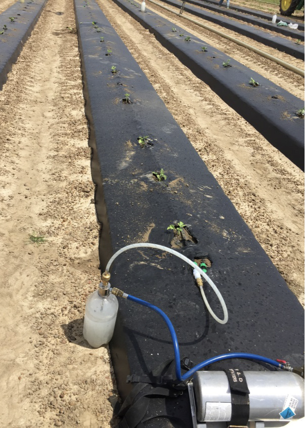 Proline (prothioconazole) treatment being administered into drip irrigation lines with CO2 pressurization