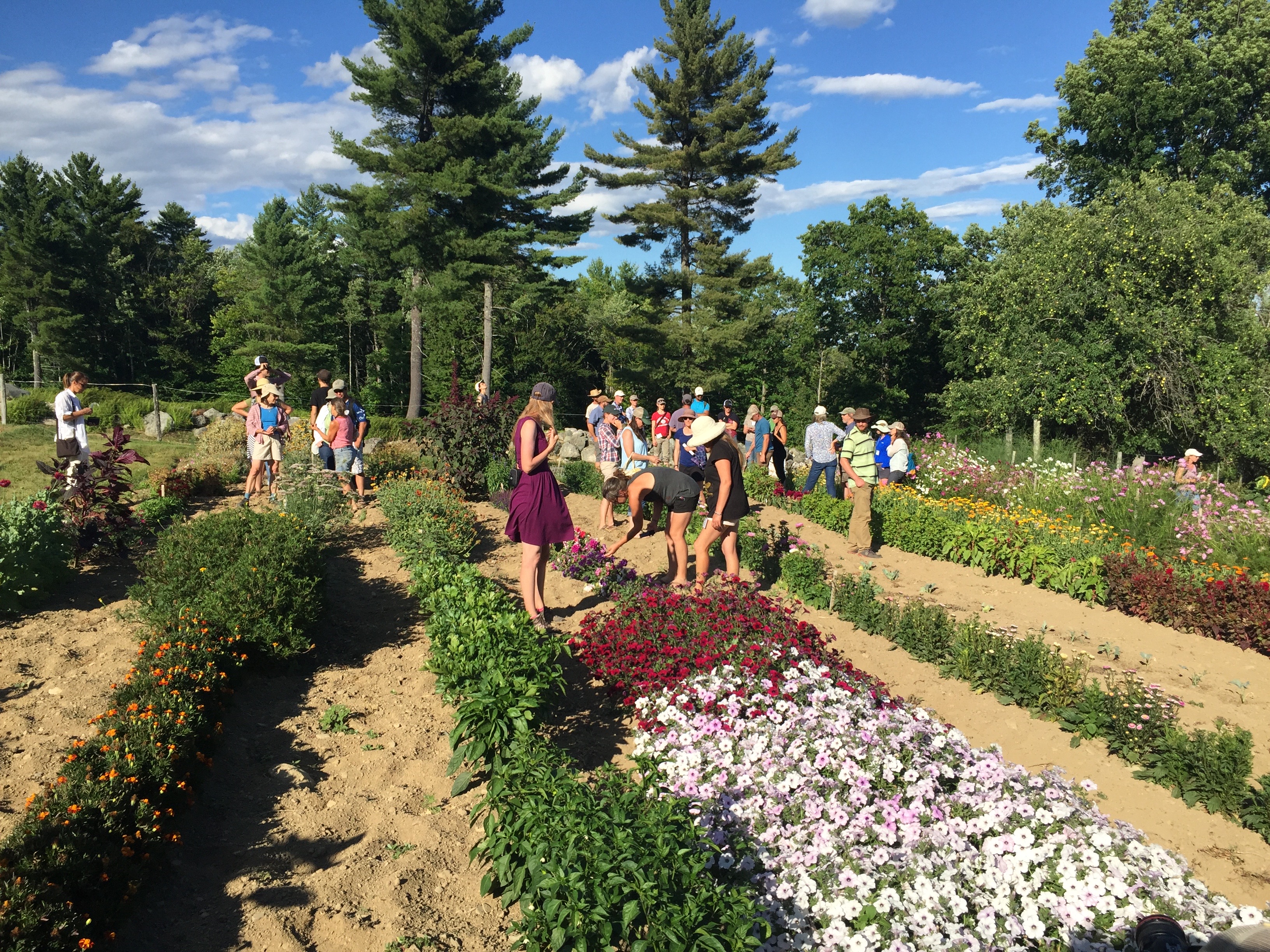 People standing among rows of flowers