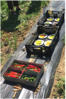 Boxes and crates of peppers on a bench in a field