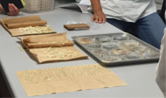 Seeds laid onto a table for germination testing