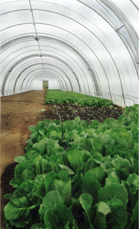 Lettuce growing in an urban farm