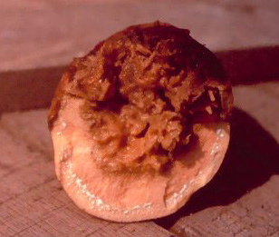 Rotting sweet potato