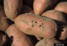 Sweet potato damaged by wireworms