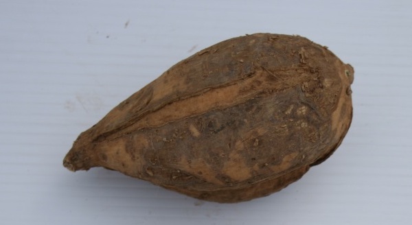 Sweet potato with split skin