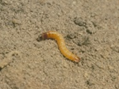 Wireworm