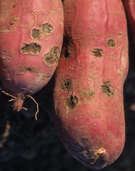 Sweet potato with crater-shaped rot