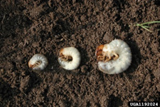 White grubs