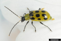 Spotted cucumber beetle