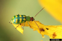 Banded cucumber beetle