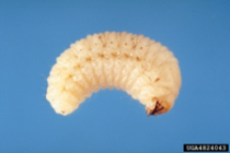 Whitefringed beetle larva