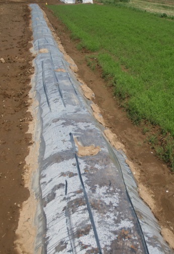 Plant beds covered with soil and clear plastic