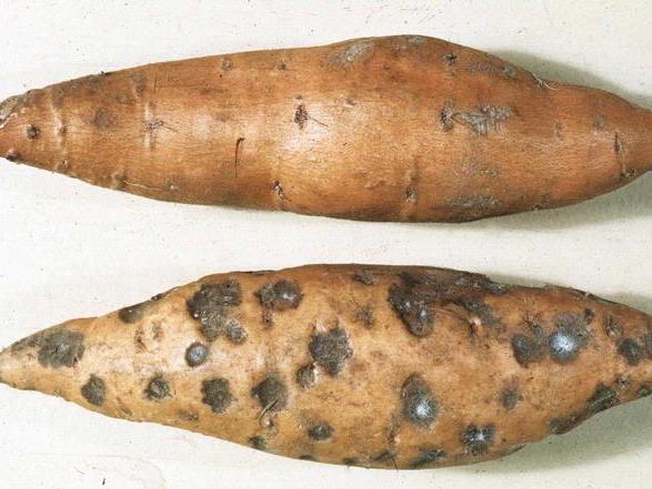 Black rot on sweet potato