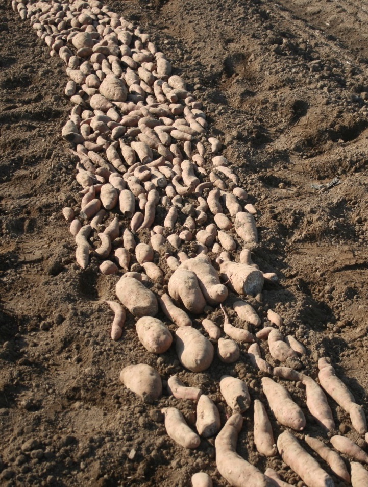 Sweet potatoes laid on soil