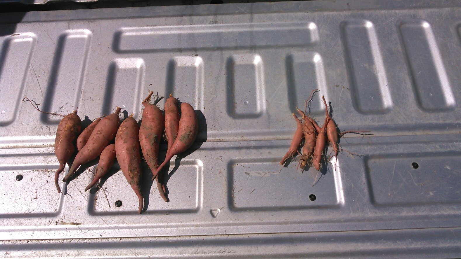 Sweet potatoes grown with and without irrigation. The potatoes grown with irrigation are much larger.