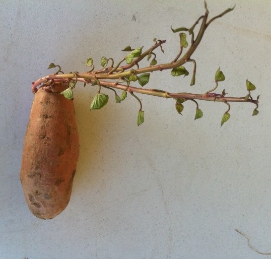 Sweet potato with a shoot at the end