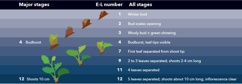 The E-L scale assigns values to describe stages of grape bud development