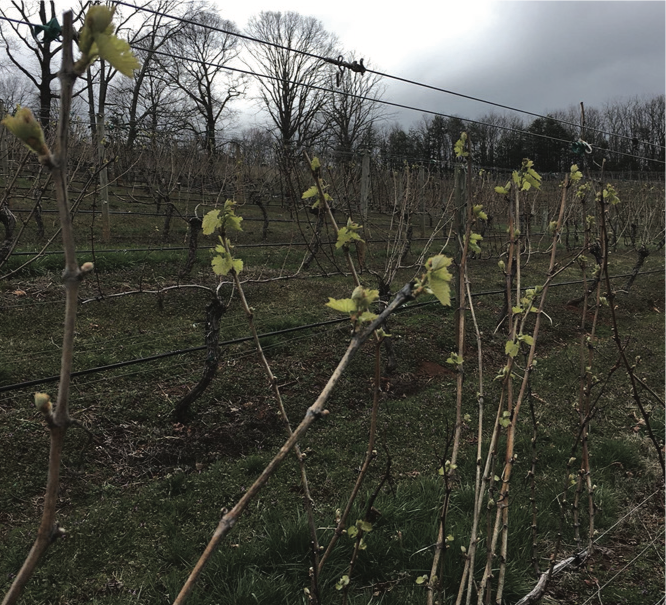 Chardonnay vineyard