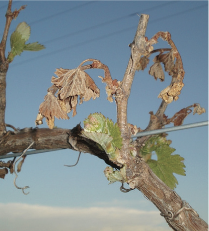 Primary shoots on a branch killed by frost