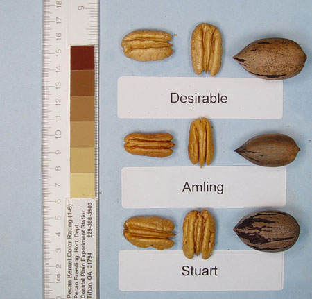 Photo of a Desirable pecan, an Amling pecan, and a Stuart pecan