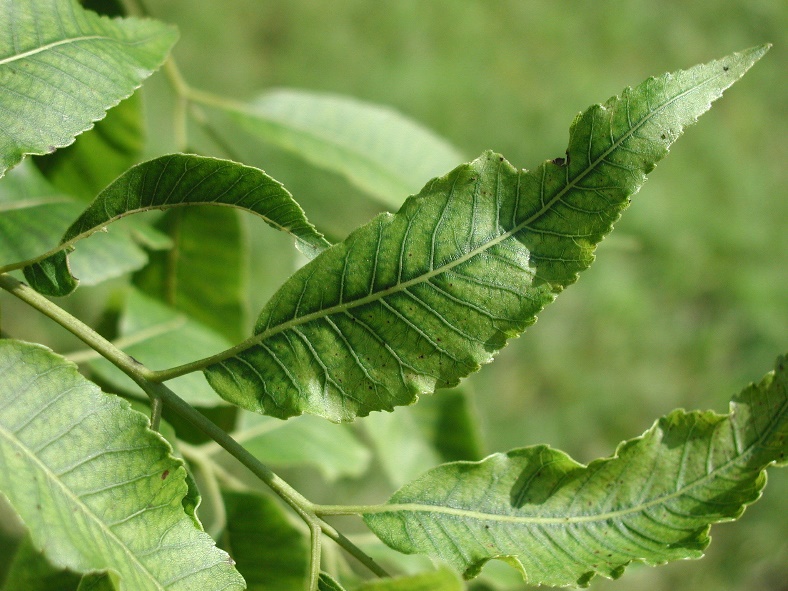 Pecan leaf with zinc deficiency