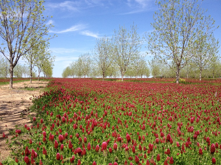 Field of crimson clover in pecan orchard