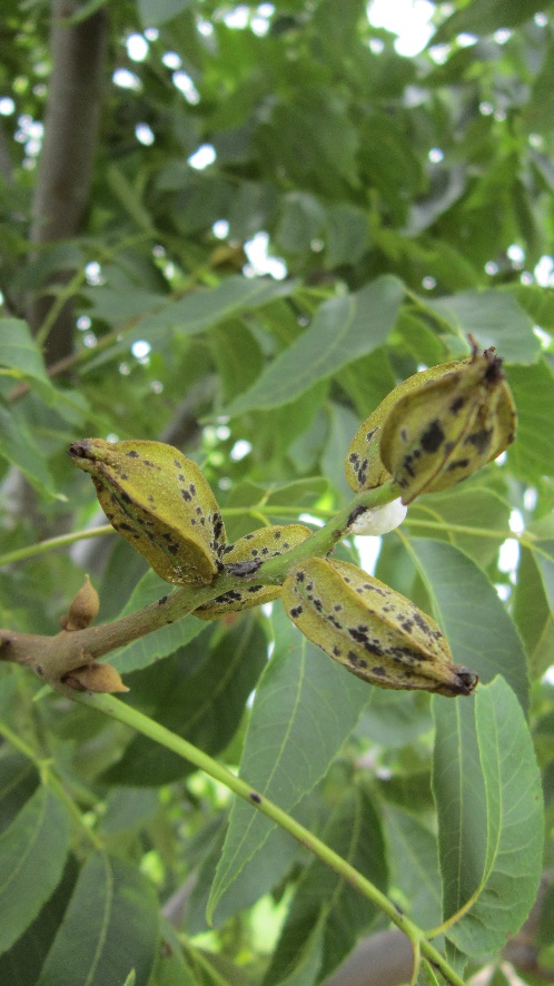 Pecan nuts with scab infection