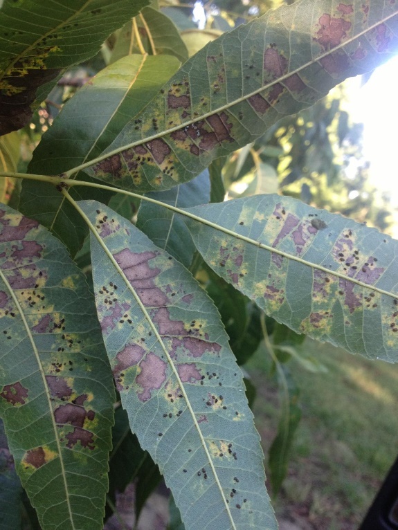 Pecan tree leaves with feeding damage from aphids and black pecan aphids visible on the leaf