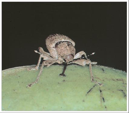 Pecan weevil feeding on a pecan