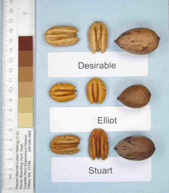 Photo of a desirable pecan, an Elliot pecan, and a Stuart pecan