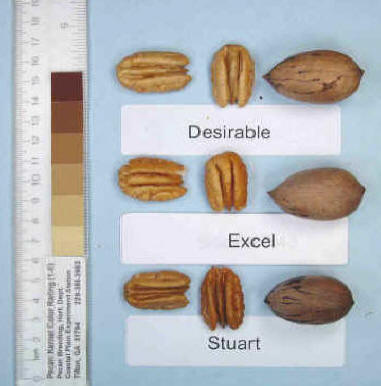 Photo of a desirable pecan, an Excel pecan, and a Stuart pecan