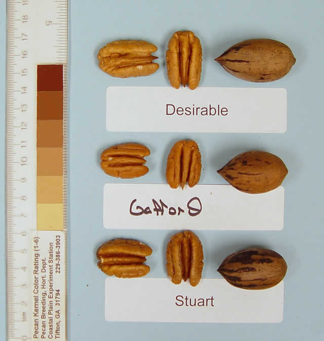 Photo of a desirable pecan, a Gafford pecan, and a Stuart pecan