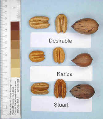 Photo of a desirable pecan, a Kanza pecan, and a Stuart pecan