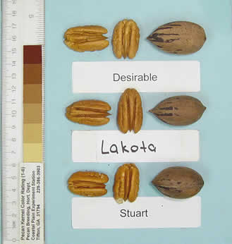 Photo of a desirable pecan, a Lakota pecan, and a Stuart pecan