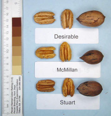 Photo of a desirable pecan, a McMillan pecan, and a Stuart pecan