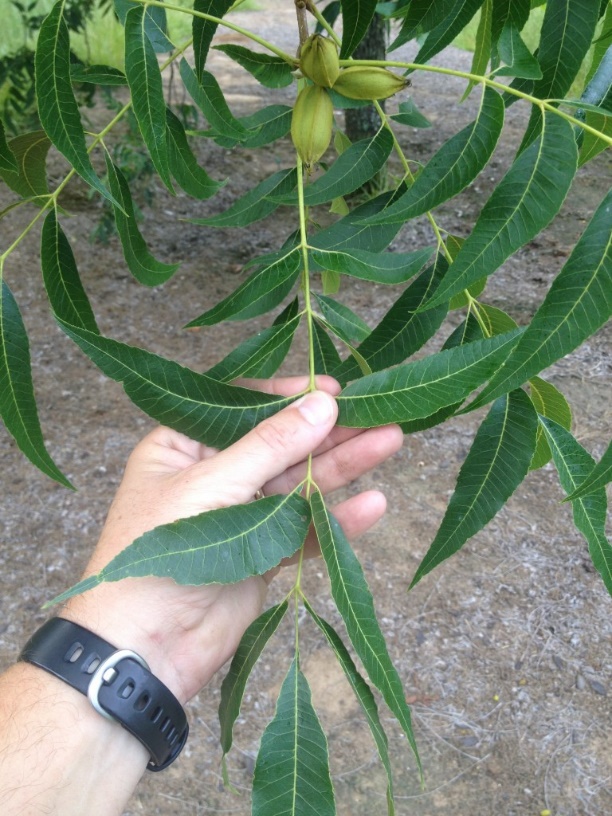 pecan leaflets for sampling