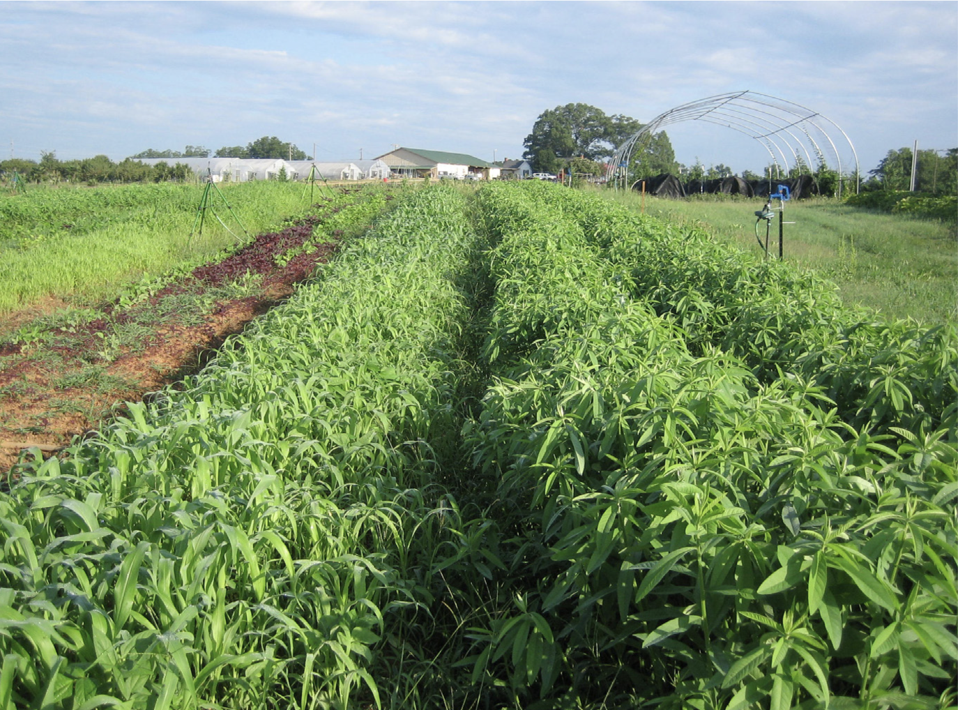 Field of sudangrass-sorghum and cowpeas