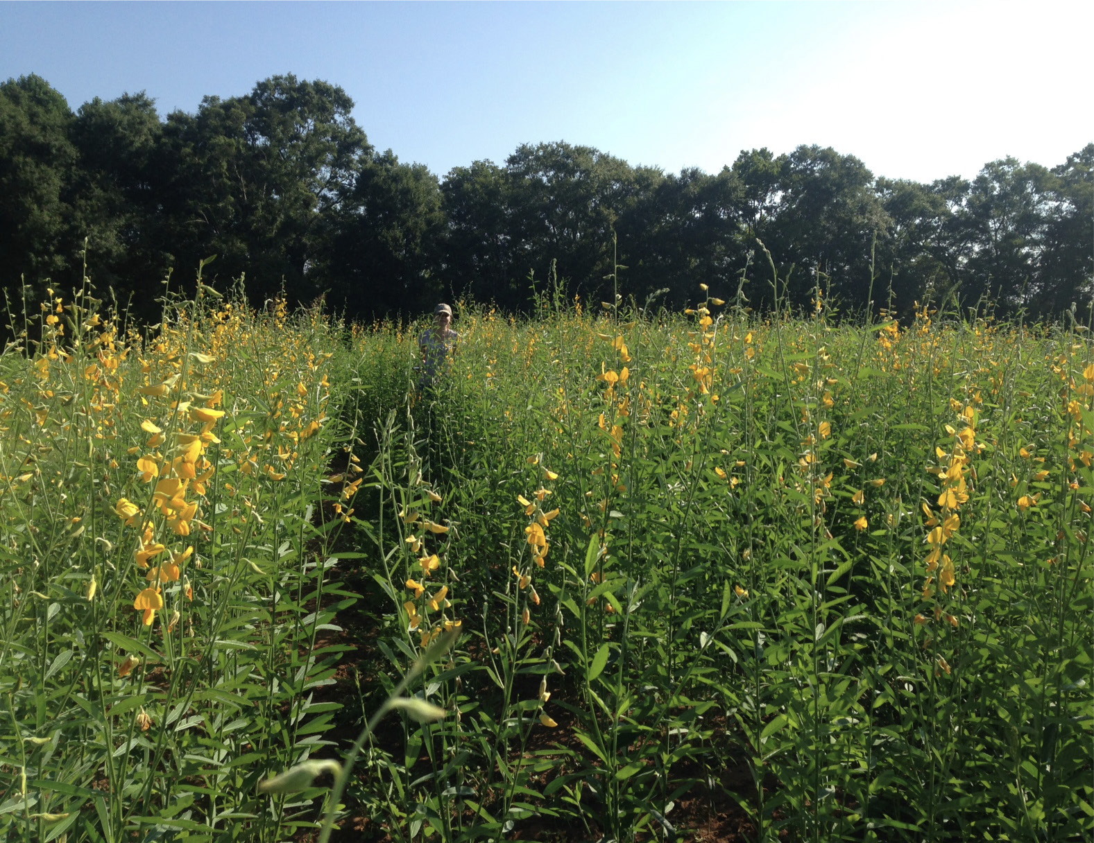 Field of sunn hemp