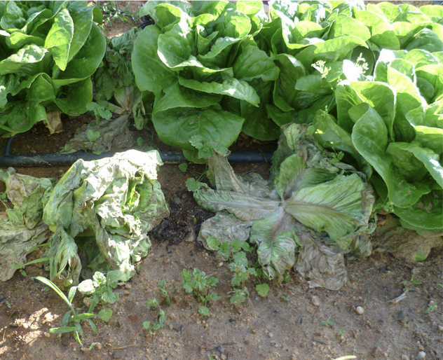 Lettuce drop growing in a field