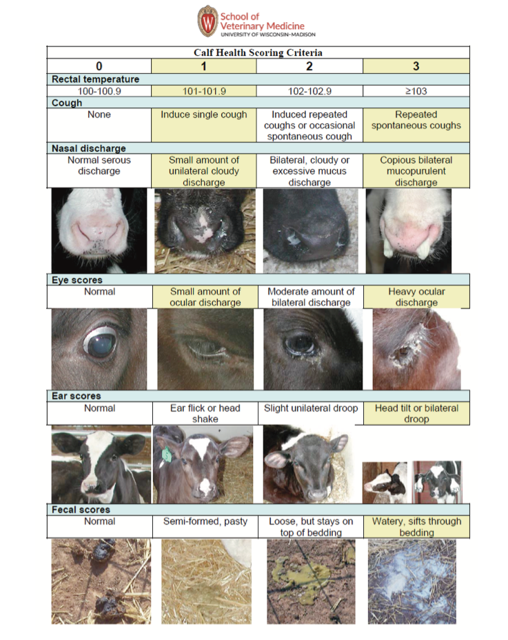 Calf health scoring criteria table. The criteria are rectal temperature, cough, nasal discharge, eye scores, ear scores, and fecal scores. Each is ranked from 0 to 3 with 0 being normal and 3 being the most severe issue.