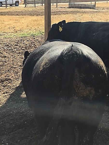 Cow viewed from the back showing initial bloat signs