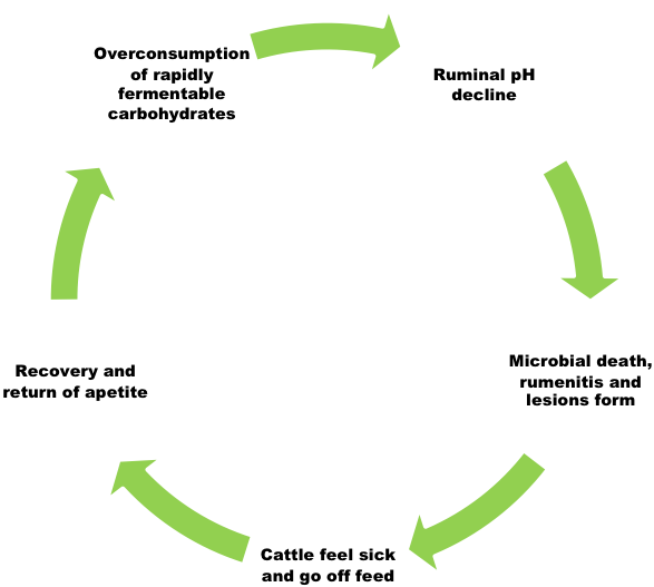 Diagram showing ruminal acidosis cycle. Arrows connect each step: overconsumption of rapidly fermentable carbohydrates; ruminal pH decline; microbial death, rumentitis and lesions form; cattle feel sick and go off feed; recovery and return of appetite; and back around to overconsumption.