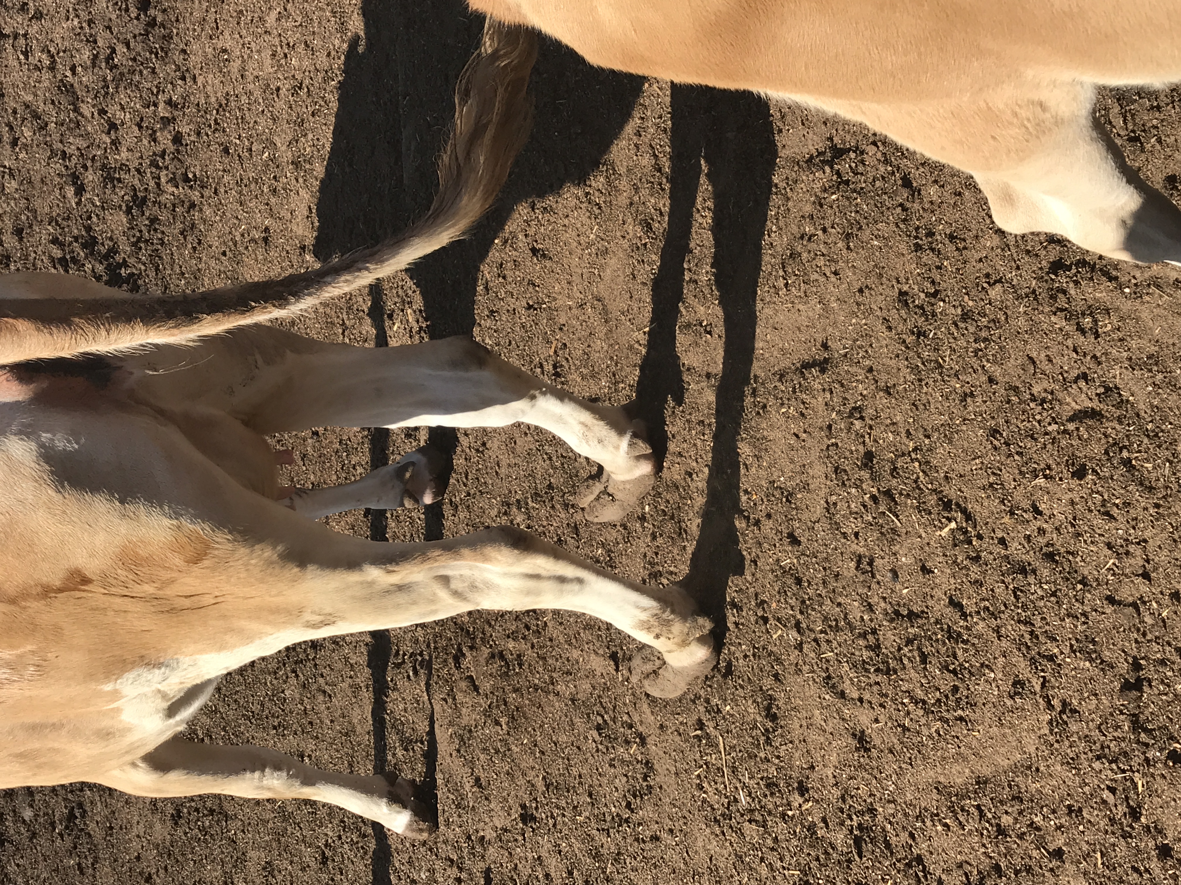 Cow with increased keratogenesis causing long hooves