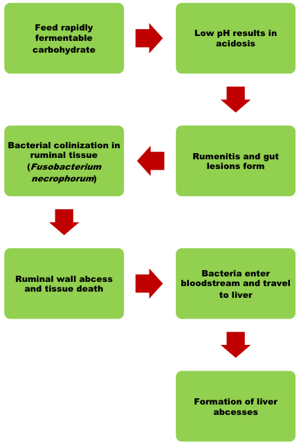 Flowchart showing liver abcess development. Arrows connect each step: feed rapidly fermentable carbohydrate; low pH results in acidosis; rumenitis and gut lesions form; bacterial colonization in ruminal tissue (Fusobacterium necrophorum); ruminal wall abcess and tissue death; bacteria enter bloodstream and travel to liver; formation of liver abcess