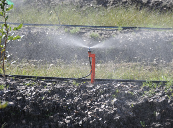 A microsprinkler applying water to blueberries