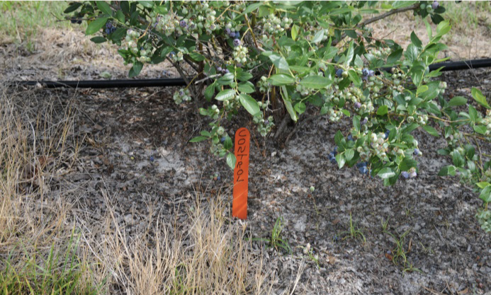 Popsicle stick reading control stuck in the ground in front of a blueberry bush