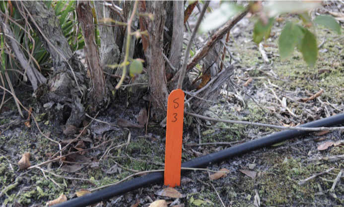 Popsicle stick reading S3 stuck in the ground in front of a blueberry bush