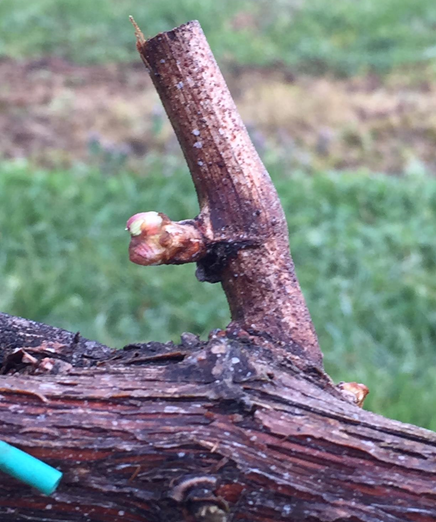 Cane in budbreak stage