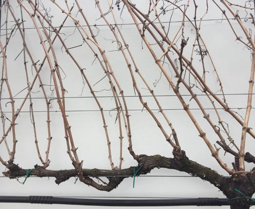 Dormant canopy of a spur-pruned vine