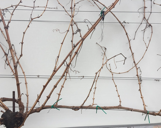 Dormant canopy of a cane-pruned vine